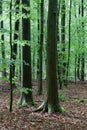 Trunk Beech trees branches Sonian woods forest, Brussels, Belgium