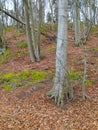 Trunk of beech trees with uncovered tree roots in a nature reserve