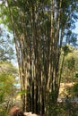 Trunk of big bamboo trees in a garden Royalty Free Stock Photo