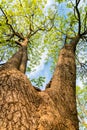 Trunk of big, tall tree, split in two branches. Looking up at ca