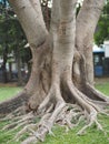 Large Trunk Big tree Bark rough texture Royalty Free Stock Photo