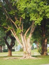 Large Trunk Big tree Bark rough texture Royalty Free Stock Photo