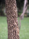 Large Trunk Big tree Bark rough texture Royalty Free Stock Photo