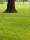 Large Trunk Big tree Bark rough texture grass Royalty Free Stock Photo