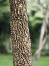 Large Trunk Big tree Bark rough texture grass Royalty Free Stock Photo