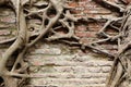 Trunk and big tree roots on old brick wall.Tree roots tangle around each other on ancient wall. Royalty Free Stock Photo