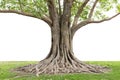 Trunk And Big Tree Roots Spreading Out Beautiful In The Tropics. The Concept Of Care And Environmental Protection