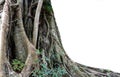 Trunk and big tree roots spreading out beautiful in the tropics. The concept of care and environmental protection Royalty Free Stock Photo