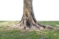 Trunk and big tree roots spreading out beautiful in the tropics. The concept of care and environmental protection Royalty Free Stock Photo