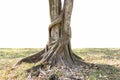 Trunk and big tree roots spreading out beautiful in the tropics. The concept of care and environmental protection Royalty Free Stock Photo