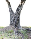 Trunk and big tree roots spreading out beautiful in the tropics. The concept of care and environmental protection Royalty Free Stock Photo