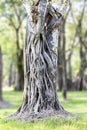 Trunk and big tree roots spreading out beautiful in the tropics. The concept of care and environmental protection Royalty Free Stock Photo