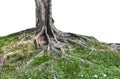 Trunk and big tree roots spreading out beautiful in the tropics. The concept of care and environmental protection Royalty Free Stock Photo