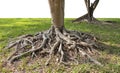 Trunk and big tree roots spreading out beautiful in the tropics. The concept of care and environmental protection Royalty Free Stock Photo