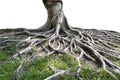 Trunk and big tree roots spreading out beautiful in the tropics. The concept of care and environmental protection Royalty Free Stock Photo