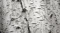 trunk birch bark pattern