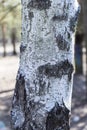 The trunk of birch. Royalty Free Stock Photo