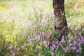 The trunk of birch and meadow of blooming heather in beautiful forest on sunny day.