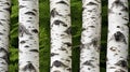 trunk birch pattern