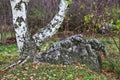Trunk of a birch on a rock in an autumn park