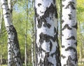 Trunk of birch tree with beautiful birch bark closeup on sky background Royalty Free Stock Photo