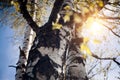 The trunk of a birch tree. Fresh spring leaves on the branches of a birch tree in the rays of the setting sun