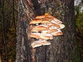 On the trunk of birch tree grow edible mushrooms honey agarics