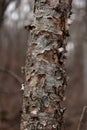 A birch tree trunk with nice texture of bark