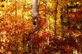 Trunk of birch tree among red, orange, and yellow leaves in fall in Northern Minnesota