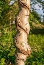 Trunk from a birch tree twisted and malformed Royalty Free Stock Photo