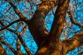 Trunk of blooming apple tree with white flowers. Spring blossom. Blue sky background. Embossed orange brown bark in warm light