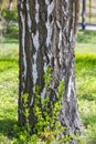 Trunk the bottom of a birch tree growing in the forest. Grunge natural texture of wood bark Royalty Free Stock Photo