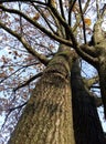 Trunk and branches autumn tree