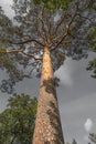 Trunk and branches of a huge pine tree Royalty Free Stock Photo