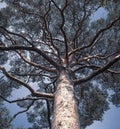 Trunk and branches of a huge pine tree Royalty Free Stock Photo
