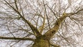 Trunk, branches and a network of twigs Royalty Free Stock Photo