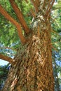 Douglas Fir, Pseudotsuga menziesii on Mount Warburton, Saturna Island, British Columbia, Canada Royalty Free Stock Photo