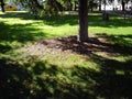 The trunk and branches of an old fir tree in a city park. The shadow of the tree emphasizes the coolness of the early morning. In Royalty Free Stock Photo