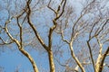 Trunk and branches of an old plane tree with spotted bark against a blue spring sky on a sunny day Royalty Free Stock Photo