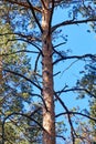 trunk and branches of a pine tree Royalty Free Stock Photo