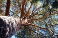 trunk and branches of a pine tree Royalty Free Stock Photo