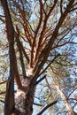 trunk and branches of a pine tree Royalty Free Stock Photo