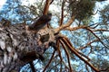 trunk and branches of a pine tree Royalty Free Stock Photo