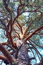 trunk and branches of a pine tree Royalty Free Stock Photo