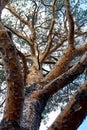 trunk and branches of a pine tree Royalty Free Stock Photo