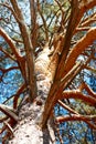 trunk and branches of a pine tree Royalty Free Stock Photo