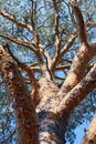 trunk and branches of a pine tree Royalty Free Stock Photo