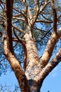 trunk and branches of a pine tree Royalty Free Stock Photo