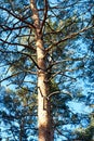 trunk and branches of a pine tree Royalty Free Stock Photo