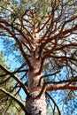 trunk and branches of a pine tree Royalty Free Stock Photo